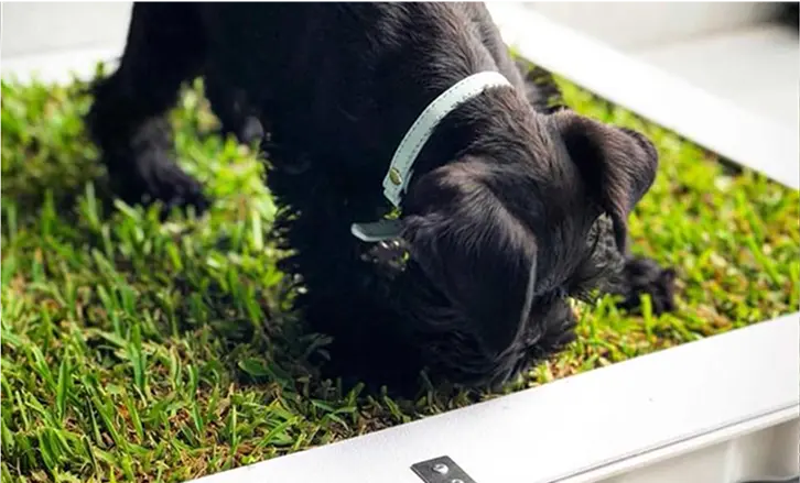 The Potty Plant. Grass Dog Toilets. A genius idea for dogs living in apartments