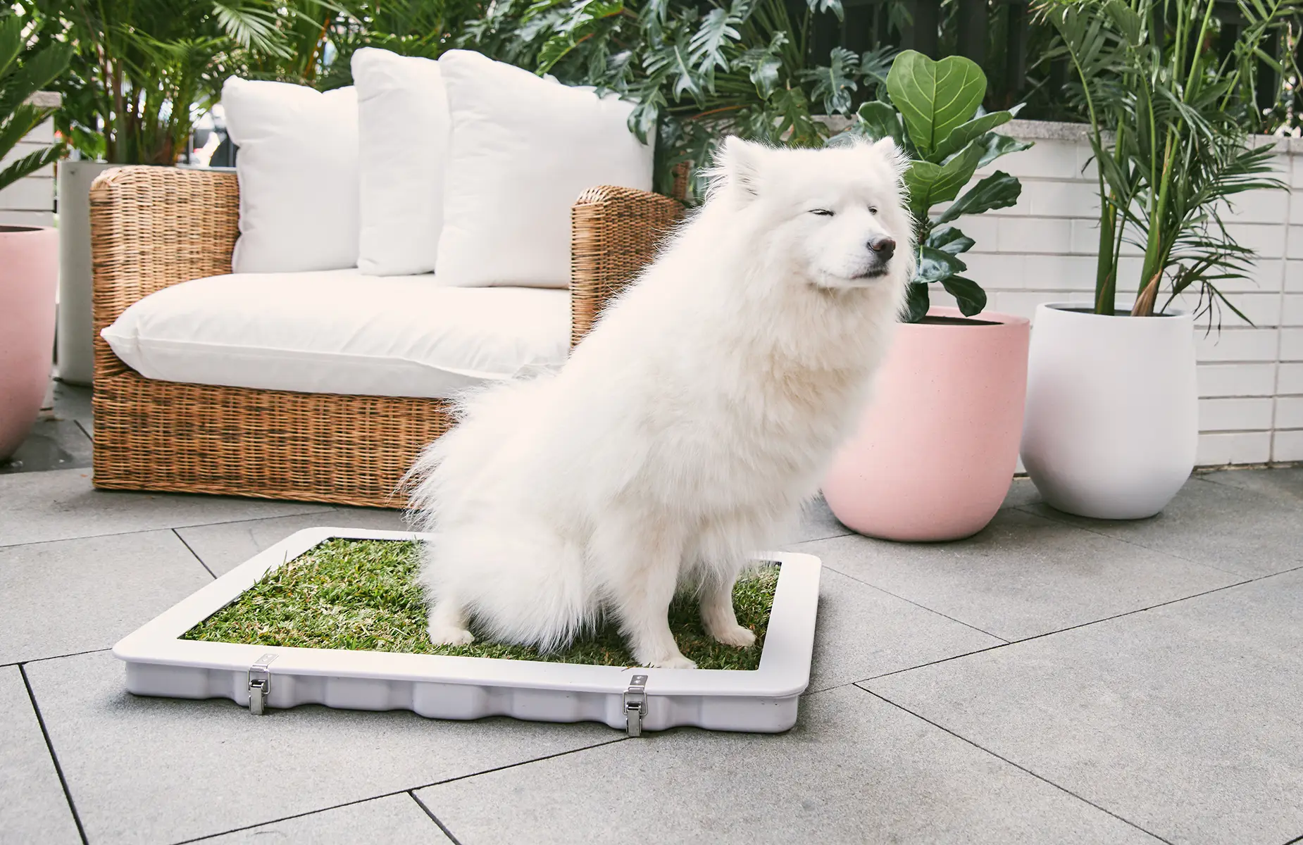 Potty Plant | Real Grass Dog Toilet - #1 in Australia