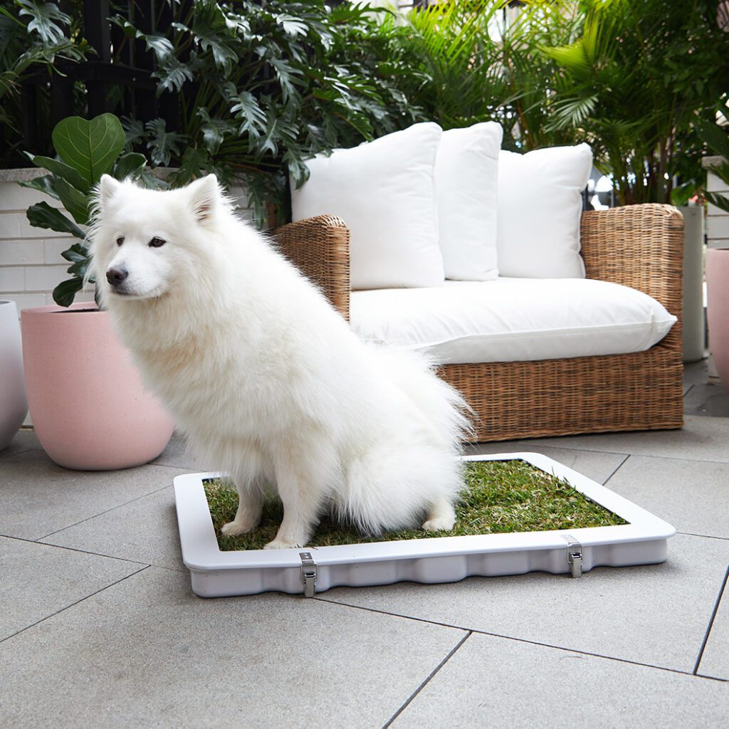dog toilets for apartments